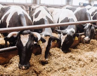 У раціоні корів має бути 3-5% сирого жиру на 1 кг сухої речовини