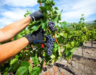 Підприємства «Масандри» почали збирати виноград