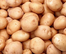Для захисту картоплі від бур'янів ефективнішим є застосування гербіцидів