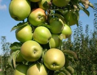 Три групи колоноподібних сортів яблунь