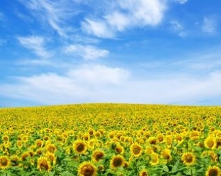 Площі під соняшником в Україні зростуть до максимальних 6,4 млн га