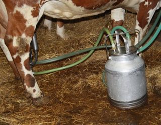 Головні умови для отримання якісного молока