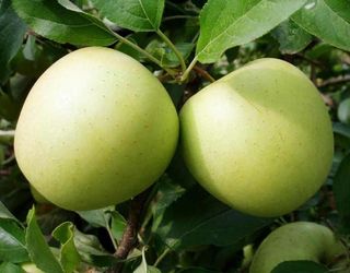 Які сорти яблук найбільше уражує борошниста роса