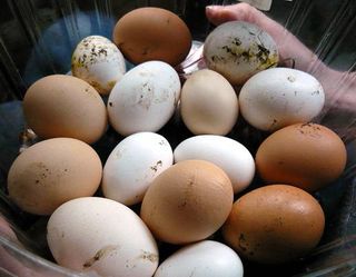 Що впливає на чистоту шкаралупи яйця