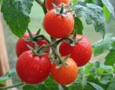Мідне голодування томатів загострюється за спекотної погоди