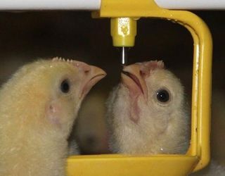 Після виведення курчатам потрібно раніше давати воду, а не корм