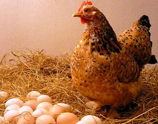 Найбільший на Сумщині виробник курячих яєць збільшить поголів’я курей-несучок