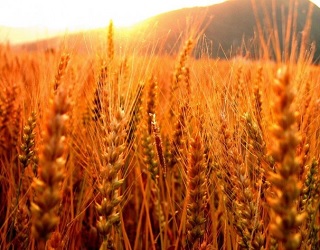 Мінагрополітики збільшило прогноз урожаю зернових до 63,1 млн тонн