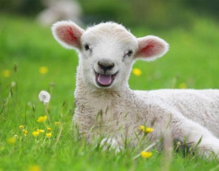 Поголів’я овець і кіз в Україні скоротилося на 3,6%