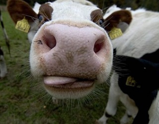 За вісім місяців поголів’я корів скоротилося на 3,5%