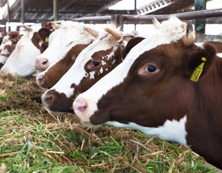 Нечаста годівля корів протягом дня може призвести до зменшення вмісту жиру в молоці
