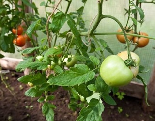 Під час аблактування томатів має бути підвищена вологість повітря