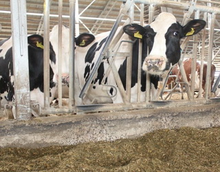На Хмельниччині відкрили дві сімейні молочні ферми