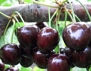 Черешня сорту Мелітопольська чорна має найбільш одномірні плоди