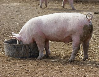 Підвищення живої маси свиней призводить до збільшення вмісту жиру в туші