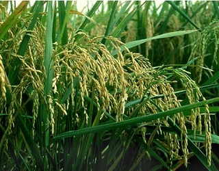 На Херсонщині стартували жнива рису