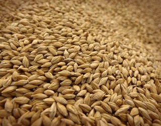 Аграрії зібрали 39,4 млн тонн зернових