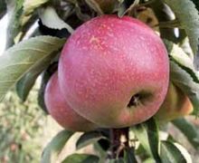 Колоноподібні сорти яблуні, рекомендовані для вирощування у промислових садах