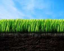 Господарство «Дослідне» завдяки ноу-тілл покращило структуру ґрунту