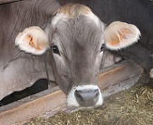 Низький уміст сірки в коров’ячому молоці може посилити брак білка