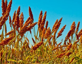 Сорго може замінити кукурудзу в раціоні свійських тварин і птиці