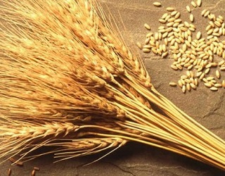 Аграрії зібрали понад 45 млн тонн зерна