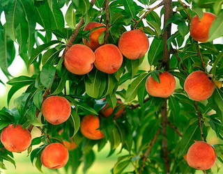 Для високих врожаїв персику необхідна волога