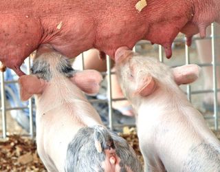 Методи підвищення заплідненості свиноматок можна застосовувати лише в певному віці