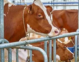 Вчені досліджують альтернативу для підтримання рівня кальцію у корови після отелення