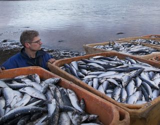 Українці у 2017 році споживали на 12,5% більше риби та рибних продуктів