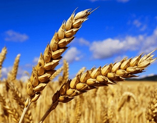 Опубліковано для обговорення проект нового стандарту на пшеницю