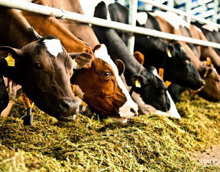 Молочна ферма з дійним стадом від 1200 корів – найбільш перспективна для України