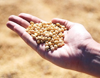 Половина посівів сої в Україні є генетично модифікованою