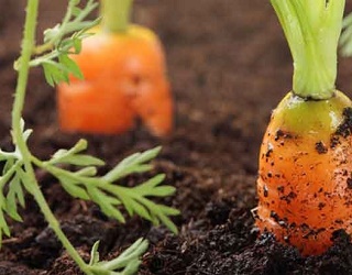 Нестача азоту може спричинити відмирання сходів моркви