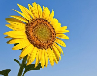 Україна збільшить посіви високоолеїнового соняшнику в 1,5 раза