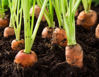 Для уникнення білої гнилі на моркві ґрунти слід вапнувати