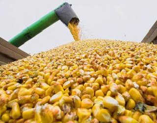 Новий елеватор «АВІС Зернотрейд» на Сумщині прийняв перше зерно