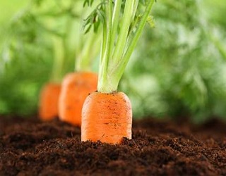 Морква вимоглива до ґрунтових умов