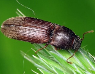 В Україні шкодять 16 видів жуків-коваликів