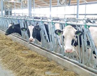 «Кусто Агро» збудує на Житомирщині молочну ферму