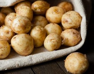У «Мрії» є шанс стати найбільшим виробником картоплі в Україні