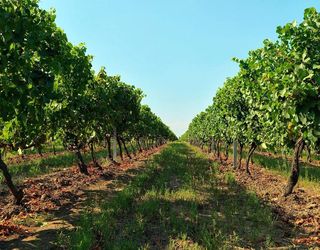 Санітарні операції за органічного вирощування винограду