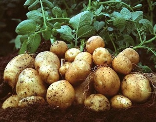 На картоплі важливо проводити профілактику фітофторозу
