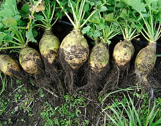 Розсадний спосіб прискорює отримання врожаю брукви на 30-40 днів