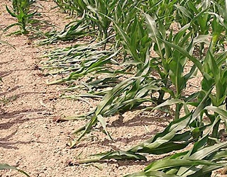 Личинки західного кукурудзяного жука спричиняють вилягання кукурудзи