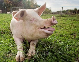Брак клітковини в раціоні свиней провокує ожиріння
