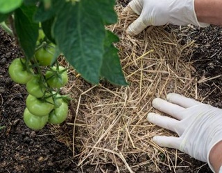 Недостатньо зволожені ґрунти під овочі слід мульчувати