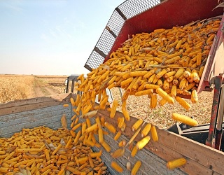 ІМК отримала рекордну врожайність кукурудзи