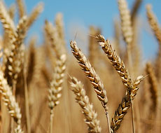 Цього сезону якісна продовольча пшениця дорожчатиме