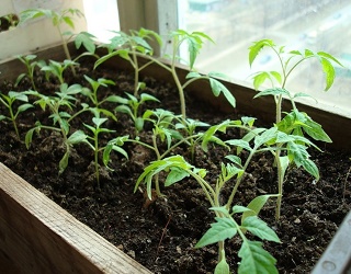 Запізнення з висаджуванням розсади томатів зменшує їх врожайність на 15-20%